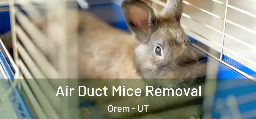 Air Duct Mice Removal Orem - UT